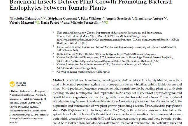 Beneficial Insects Deliver Plant Growth-Promoting Bacterial Endophytes between Tomato Plants