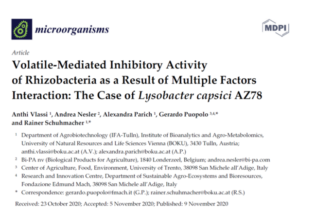 Volatile-Mediated Inhibitory Activity of Rhizobacteria as a Result of Multiple Factors Interaction: The Case of Lysobacter capsici AZ78