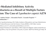 Volatile-Mediated Inhibitory Activity of Rhizobacteria as a Result of Multiple Factors Interaction: The Case of Lysobacter capsici AZ78