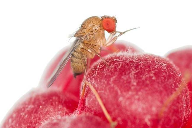 adult of Drosophila suzukii - © Salvagnin